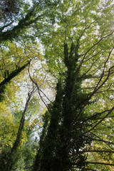 Dense Forest next to the Pozar Thermal Baths Aridaia Greece