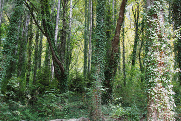 Dense Forest next to the Pozar Thermal Baths Aridaia Greece
