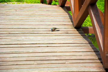 Mały kolorowy ptaszek na drewnianym moście
