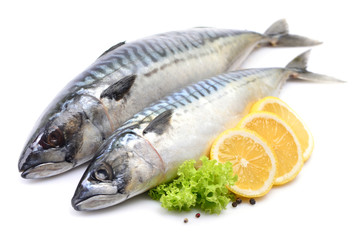 Mackerel fish on white background
