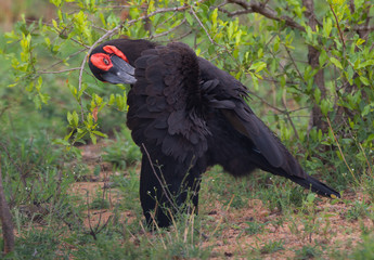 A Southern ground-hornbill with it sooty plumage and bright red face and throat in the Kruger National Park, South Africa.