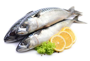Mackerel fish on white background