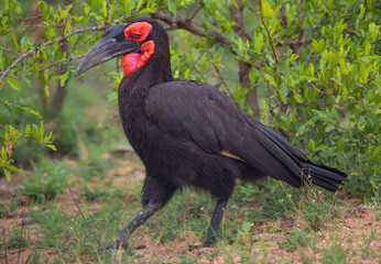 A Southern ground-hornbill with it sooty plumage and bright red face and throat in the Kruger National Park, South Africa.
