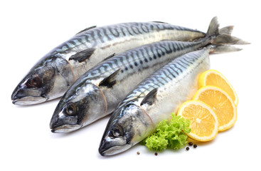 Mackerel fish on white background