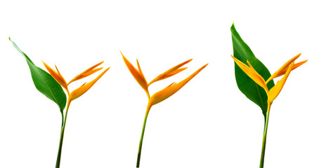 Alan Carle, Heliconia flower isolated on white background and clipping path