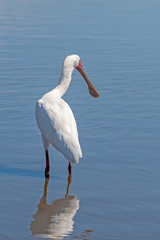 An African spoonbill hunts for fish and other small prey in Sunset Dam near Lower Sabie in Kruger National Park, South Africa.