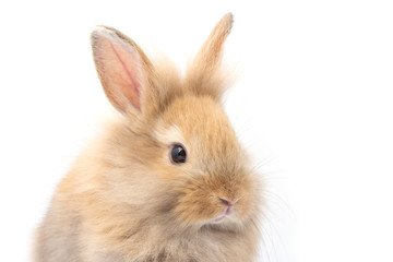 Obraz premium Brown adorable baby rabbit on white background.