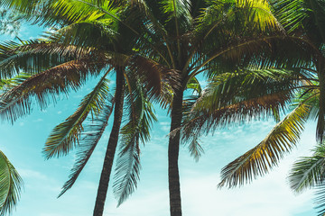 Fototapeta na wymiar Tropical palm coconut trees on sunset sky nature background.