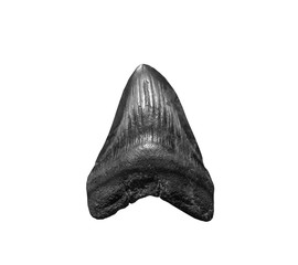 The tooth of ancient shark Megalodon on white, isolated © wlad074