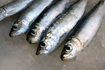Fresh salt water Sardines