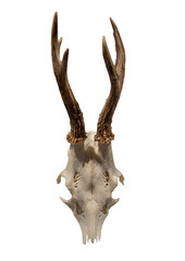 Antlers on the white background, isolated