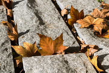 Fallen maple leaves on the stone path.