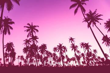 Fototapeta na wymiar Tropical palm coconut trees on sunset sky nature background.