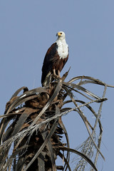 African fish eagle (Haliaeetus vocifer),