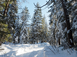 Waldlandschaft im Winter. Loipe zwischen Kreuth und Scharling in tegernseer tal. Die Heide an der Weissach entlang. Schneebedeckter Rundweg zwischen Tannen und Kiefer