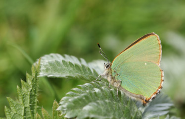 A stunning Green Hairstreak Butterfly (Callophrys rubi) perched on a leaf.	