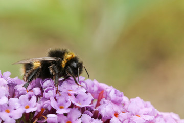 A Bumblebee (Bombus) perched on a  Buddleia flower, commonly known as the butterfly bush.