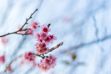sakura in thailand