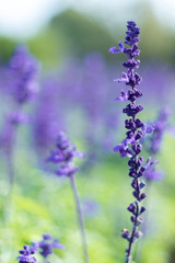 lavender flowers in field