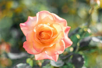 pink rose in the garden