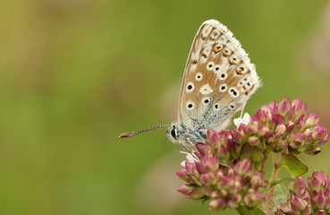 Fototapeta na wymiar A pretty Chalk Hill Blue Butterfly (Polyommatus coridon) nectaring on a flower.