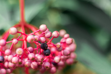 coffee bean in the garden
