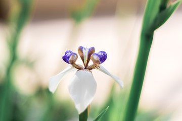 blue flowers on green background