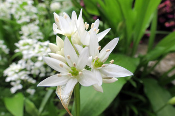 Fototapeta premium Flowers