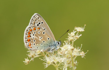 Obraz premium A Common Blue Butterfly (Polyommatus icarus) nectaring on a Meadowsweet flower (Filipendula Ulmaria). 