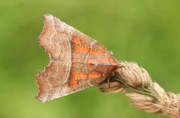 A pretty Herald Moth (Scoliopteryx libatrix) perched on a grass seed head.