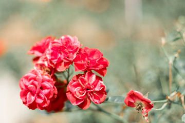 red rose in the garden