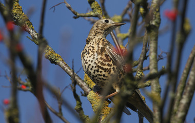 A beautiful Mistle Thrush (Turdus viscivorus) perched on a branch in a tree.