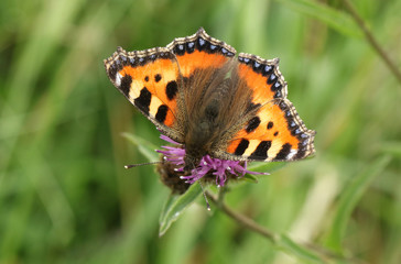 A pretty Small Tortoiseshell butterfly (Aglais urticae) nectaring on a wildflower.