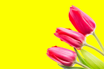 Colorful tulips flowers on yellow background with free space. Mothersday or spring concept.