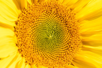 detail shot from a big yellow sunflower