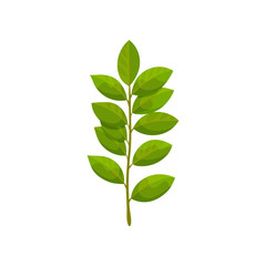 Branch with bright green leaves. Small sprig of tree with fresh foliage. Nature and flora theme. Flat vector icon