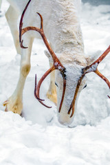 A young white deer in winter feeds in a snowy forest. It's snowing, christmas background.