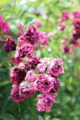 close photo of pink flowers