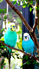 Parakeets Birds Blue, White and Yellow on a tree brunch