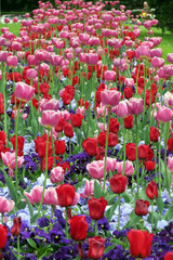 Tulips