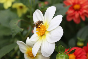 Fototapeta premium ЦВЕТЫ