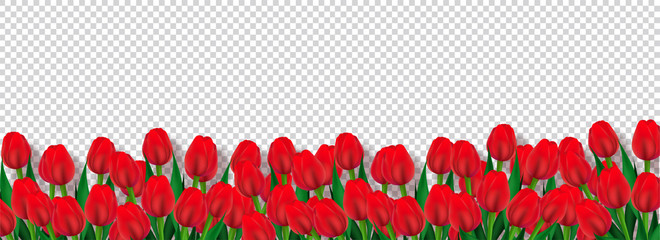 Red tulip flowers decorated transparent background, advertising header or banner design.