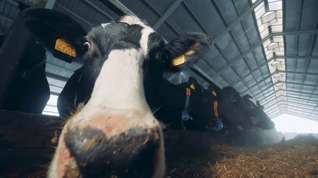 Close up of cow's neb while other cows are eating