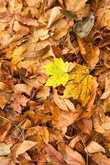 Texture of autumn leaves.