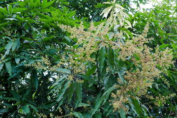 mango flowers bouquet on the green branch with tree