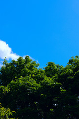Obraz premium Nature Background.Nature photo of tree.Green Background Of Leaves Over Blue Sky Background, Close-Up.