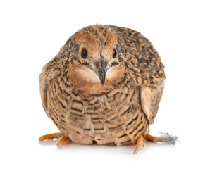 King quail in studio