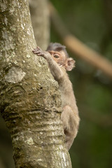 Baby long-tailed macaque plays peekaboo in tree