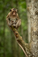 Fototapeta na wymiar Baby long-tailed macaque sits at branch end