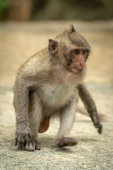 Fototapeta premium Baby long-tailed macaque runs on concrete path